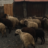 Sheep and  the Shepherd